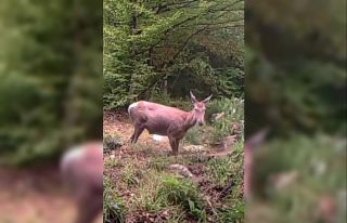 Geyiğin su keyfi fotokapanla görüntülendi