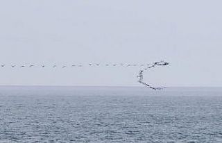 Göç yolundaki kuşların senkronize uçuşu Hopa’da...