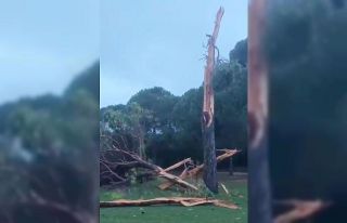 Golf sahasına düşen yıldırım ağacı parçalara...