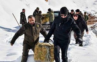 Gümüşhane’de aç kalan yaban hayvanları için...