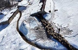 Hakkari’de 1 buçuk metreyi aşan karda çiftçilerin...