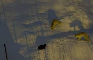 Hakkari’de iki tilki ve bir kedinin mücadelesi