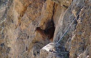 Hasankeyf’te 5 gündür mahsur kalan keçi kurtarıldı