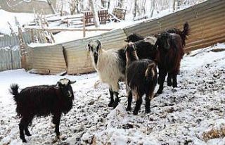 Hayvan üreticilerinin kurtlarla başı dertte