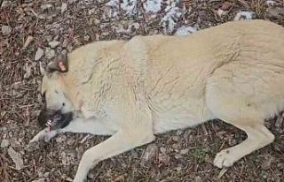 Hayvansever kadın ile belediye personeli arasında...