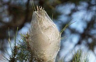Hem ağaca hem insanlara zararı var: Samsun ormanlarında...