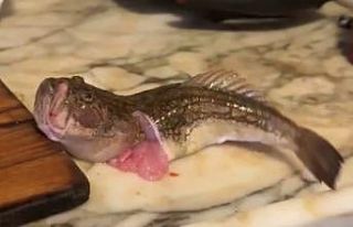 İçi temizlenen balık dakikalarca çırpınmaya...