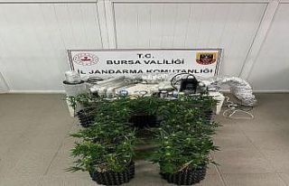 İnegöl’de uyuşturucu operasyonu: Evde esrar üretim...