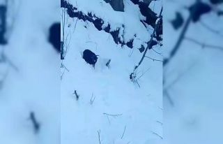 İş makinesi operatörü karda kaybolan keçiyi sahiplerine...