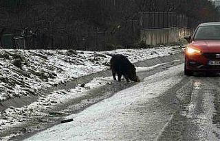 İstanbul’da yaban domuzu yol kenarına indi