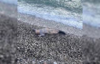 İzmir’de deniz kıyısında çocuk cesedi