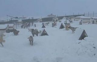 Kangallarını beslemek için yola çıktı, çiftliğe...