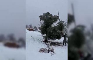 Kar ağırlığına dayanamayan ağaçlar zarar gördü
