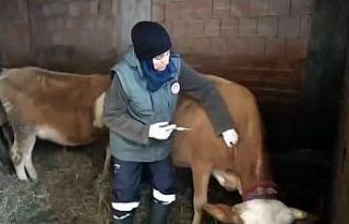 Kar altında şap seferberliği