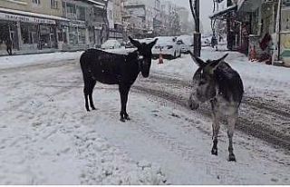 Kar altındaki eşekleri çiftliğine götürüp besledi