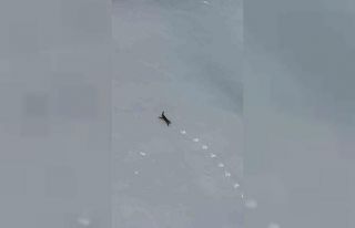 Kar üzerinde koşan yaban tavşanı görüntülendi