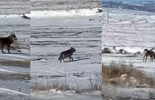 Kar yağdı, kurtlar şehre yaklaştı