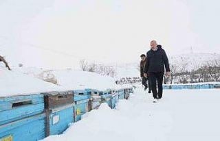 Kar yağışı, koloni kayıplarını ve hastalıkları...