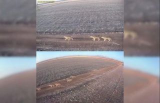 Karaman’da aç kalan kurtlar ovaya indi