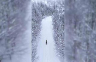 Karların arasında süzülen kızıl geyik havadan...
