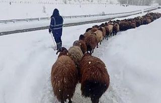 Karlıova’da besicilerin zorlu kış mesaisi