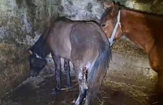 Kars’ta 15 atı ayaklarından vurdular