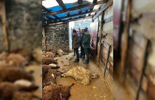 Kars’ta kurt dehşeti: Aç kurtlar 130 koyunu telef...