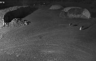 Kars’ta kurtlar köpeği götürdü