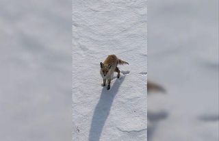 Kars’ta tilkinin dronla imtihanı: Önce baktı,...