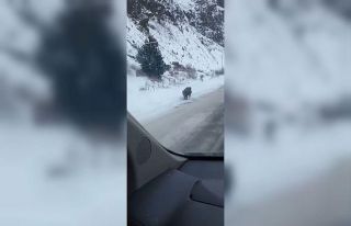 Kars’ta yol kenarında ilerleyen domuz cep telefonuyla...