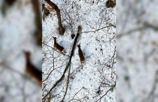 Kastamonu’da kar altındaki karacalar dron ile görüntülendi