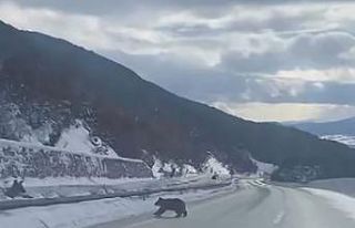 Kastamonu’da ormanlık alanda karda ilerleyemeyen...