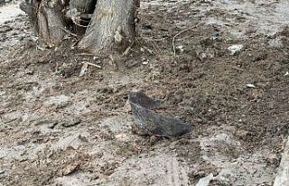 Kayganlaşan yolda kontrolden çıkan motosiklet ağaca...