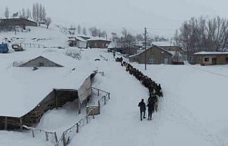 Keçi sürüsü 4 saatlik zorlu yolculukla köye ulaştırıldı