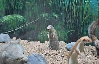 Keçiörenli minikler tabiat tarihiyle buluştu