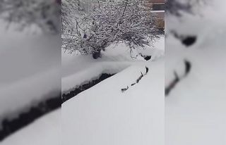 Kedilerin karda yürümeye çalıştığı anlar renkli...