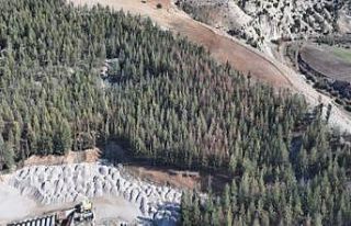 Kilis’te Akdeniz çam kabuk böceğine karşı biyoteknik...