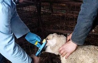 Kırklareli’nde küpe takılan damızlık kuzular...