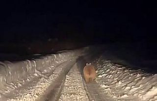 Kış uykusuna yatmayan ayı böyle görüntülendi