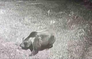 Kış uykusuna yatmayan ayıya böyle seslendi: "Kocaoğlan...
