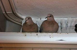 Kışın ortasında balkon camını kapatmıyorlar,...