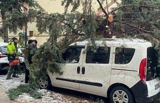 Kökünden sökülen ağaç park halindeki aracın...