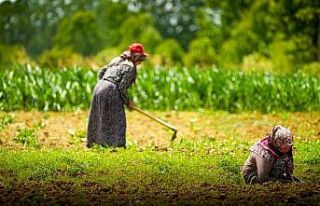 Kooperatif ve birliklere yüzde 75 hibeli tarımsal...