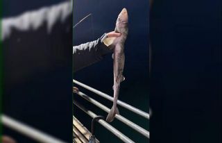 Köpekbalıkları Karadeniz’de ağlardan sonra balıkçıların...