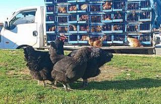 Köy köy gezerek canlı tavuk satıyor