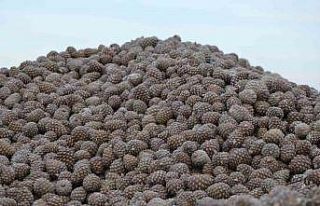 Kozalak işleme tesislerinde yoğun mesai dönemi