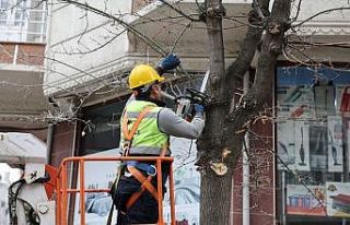 Küçükçekmece’de budanan ağaçlar, ihtiyaç...