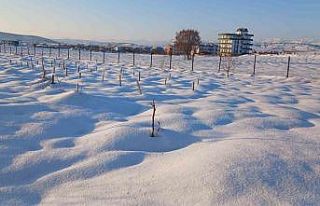 Kulp’ta kar yağışı çiftçiye umut oldu