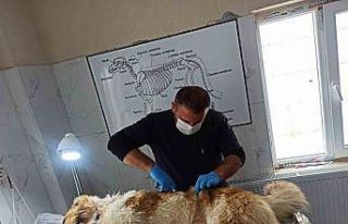 Kurdun saldırısına uğrayan köpek yaralandı