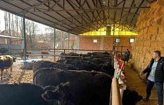 Kütahya’da teslim edilen büyükbaş hayvanların...